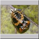 Marienkaeferpuppe - Harmonia axyridis 6a.jpg